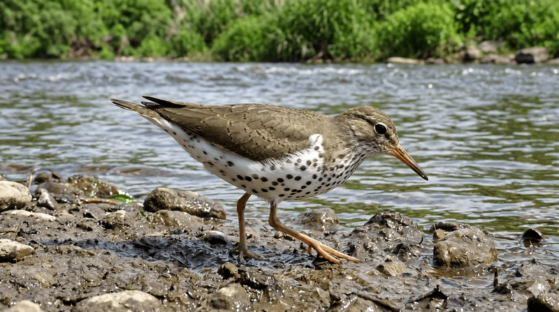 Spotted Sandpiper